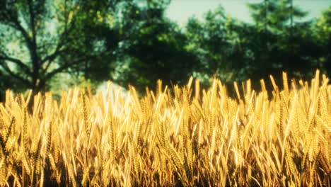 Scene-of-sunset-or-sunrise-on-the-field-with-young-rye-or-wheat-in-the-summer